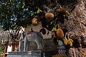 Chiang Mai - Wat Phra That Doi Suthep. Monument to the white elephant that according to legend selected the site of the temple. 